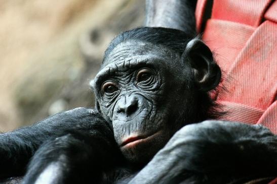 Bonobo Zoo Frankfurt am Main 2014