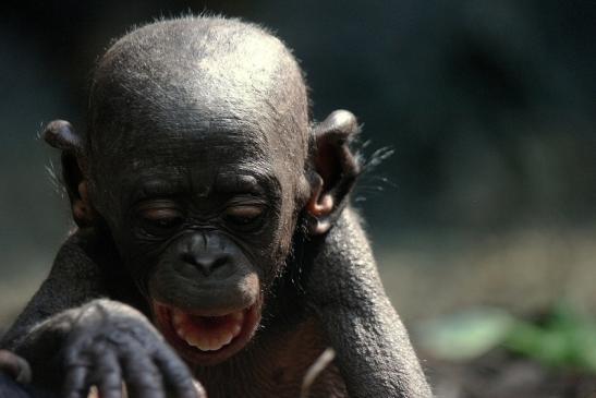 Bonobo Zoo Frankfurt am Main 2014