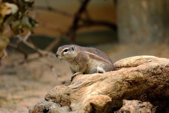 Borstenhörnchen Zoo Frankfurt 2014 