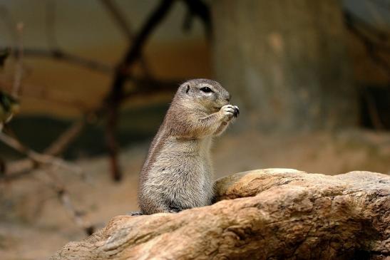 Borstenhörnchen Zoo Frankfurt 2014 