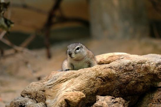 Borstenhörnchen Zoo Frankfurt 2014 