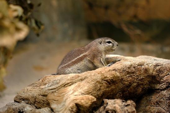 Borstenhörnchen Zoo Frankfurt 2014 