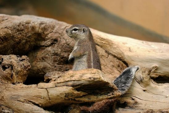 Borstenhörnchen Zoo Frankfurt 2014 