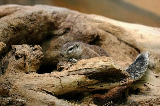 Borstenhörnchen Zoo Frankfurt 2014 