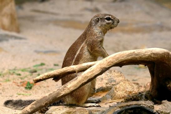 Borstenhörnchen Zoo Frankfurt am Main 2017