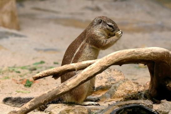 Borstenhörnchen Zoo Frankfurt am Main 2017