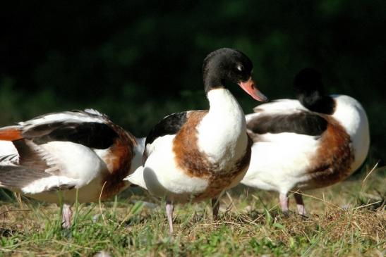 Brandgans Wilpark Alte Fasanerie Klein Auheim 2018