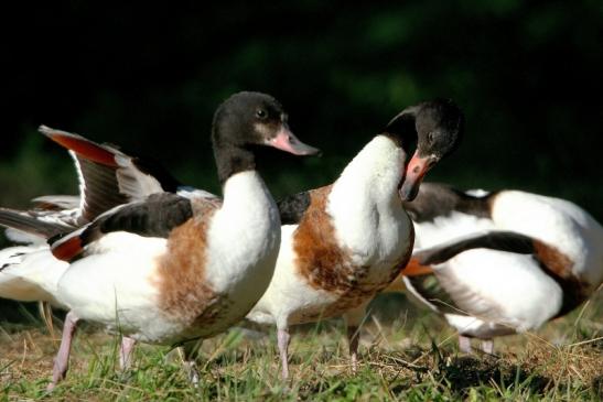 Brandgans Wildpark Alte Fasanerie Klein Auheim 2015