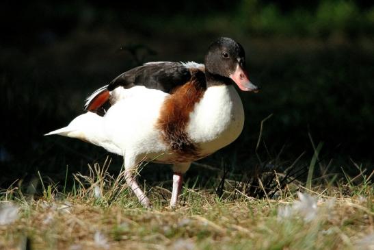 Brandgans Wildpark Alte Fasanerie Klein Auheim 2015