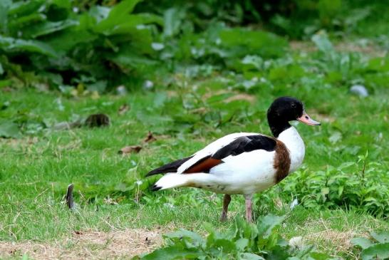 Brandgans Wildpark Alte Fasanerie Klein Auheim 2018