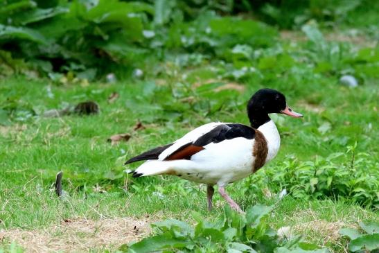 Brandgans Wilpark Alte Fasanerie Klein Auheim 2018