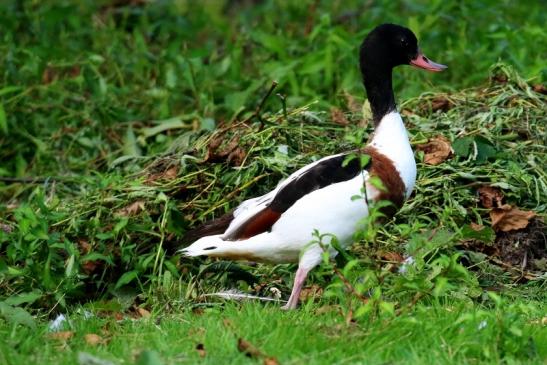 Brandgans Wildpark Alte Fasanerie Klein Auheim 2021