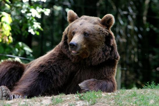 Braunbär Wildpark Bad Mergentheim 2015