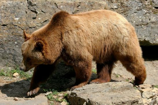 Braunbär Wildpark Bad Mergentheim 2015