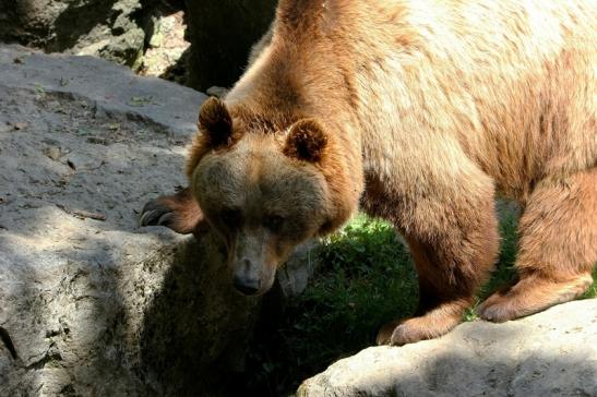 Braunbär Wildpark Bad Mergentheim 2015