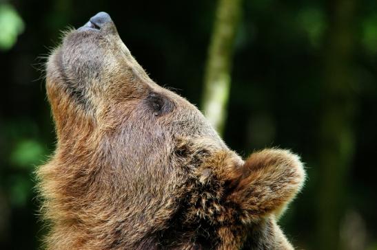 Braunbär Wildpark Bad Mergentheim 2015