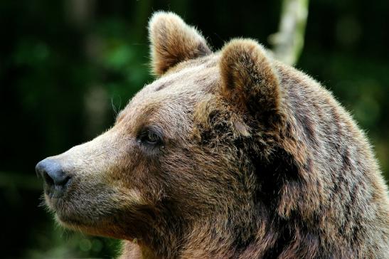 Braunbär Wildpark Bad Mergentheim 2015