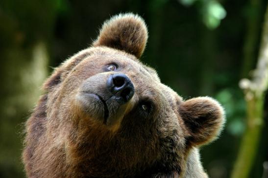 Braunbär Wildpark Bad Mergentheim 2015