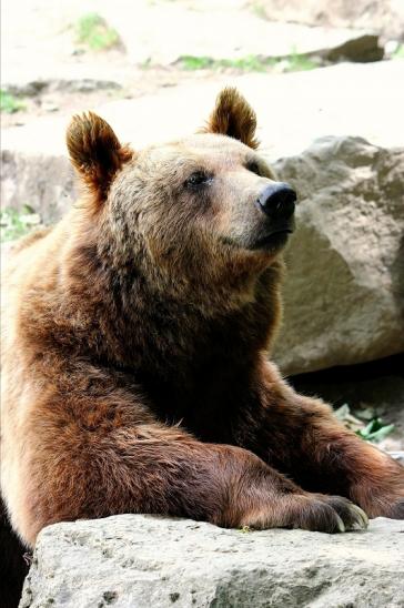 Braunbär Wildpark Bad Mergentheim 2015