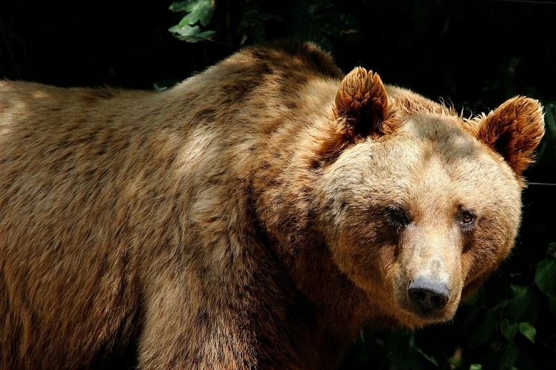 Braunbär Wildpark Bad Mergentheim 2015