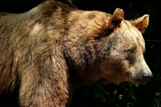 Braunbär Wildpark Bad Mergentheim 2015