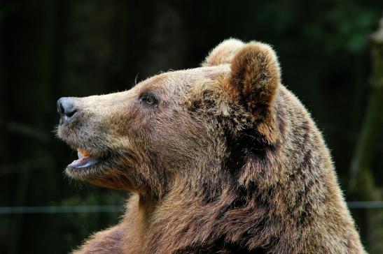 Braunbär Wildpark Bad Mergentheim 2015