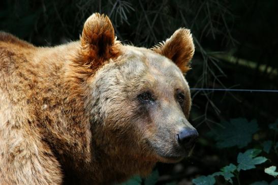 Braunbär Wildpark Bad Mergentheim 2015