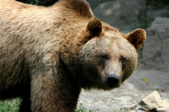 Braunbär Wildpark Bad Mergentheim 2015