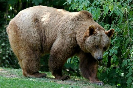 Braunbär Wildpark Bad Mergentheim 2015