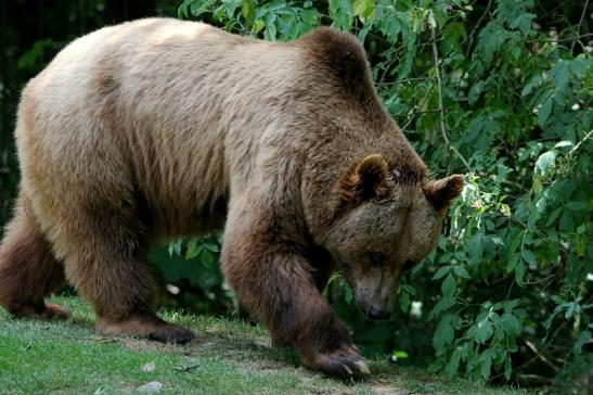 Braunbär Wildpark Bad Mergentheim 2015