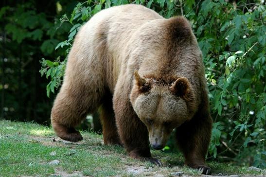 Braunbär Wildpark Bad Mergentheim 2015