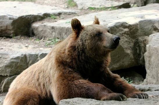 Braunbär Wildpark Bad Mergentheim 2015