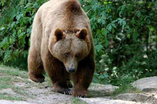 Braunbär Wildpark Bad Mergentheim 2015