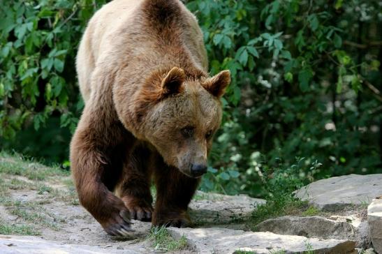 Braunbär Wildpark Bad Mergentheim 2015