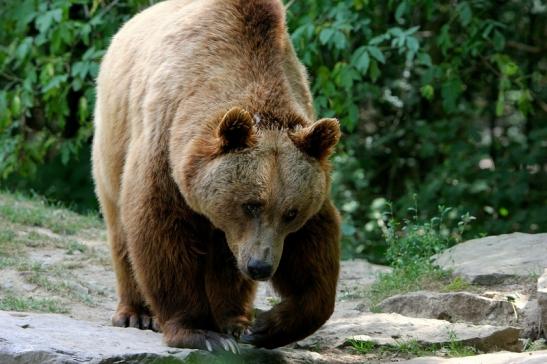 Braunbär Wildpark Bad Mergentheim 2015