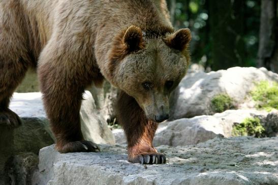 Braunbär Wildpark Bad Mergentheim 2015