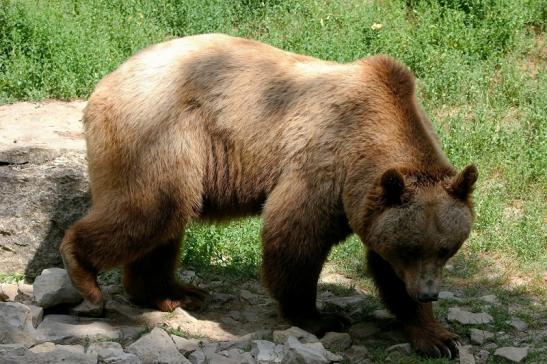 Braunbär Wildpark Bad Mergentheim 2015