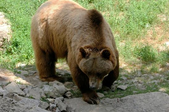 Braunbär Wildpark Bad Mergentheim 2015