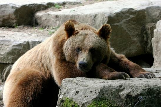 Braunbär Wildpark Bad Mergentheim 2015