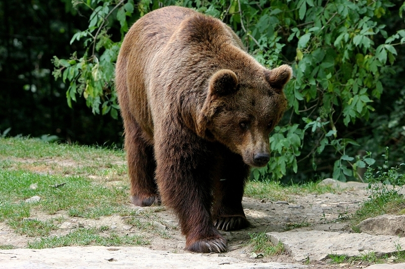 Braunbär Wildpark Bad Mergentheim 2015