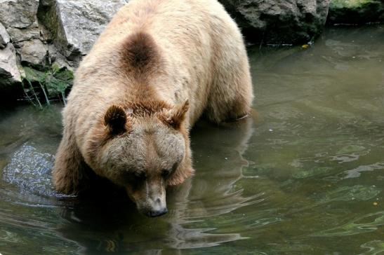 Braunbär Wildpark Bad Mergentheim 2015