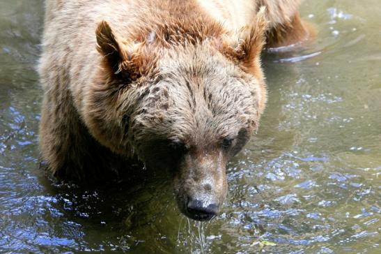 Braunbär Wildpark Bad Mergentheim 2015