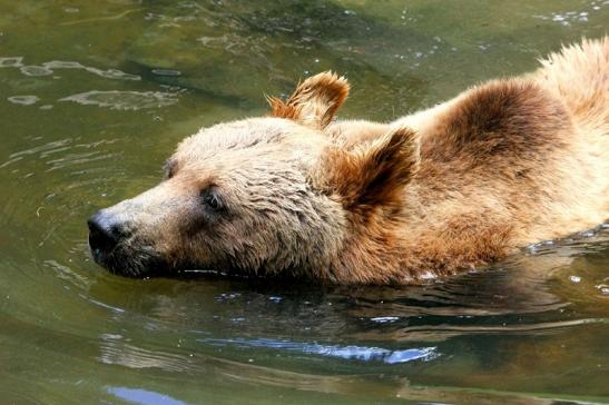 Braunbär Wildpark Bad Mergentheim 2015