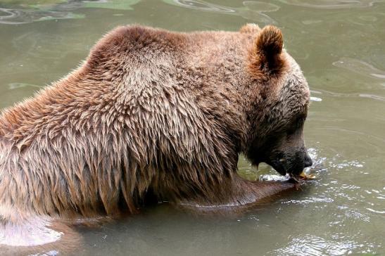 Braunbär Wildpark Bad Mergentheim 2015