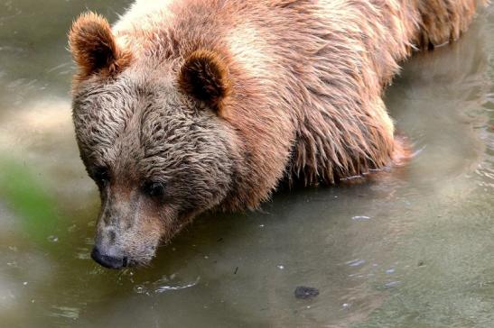 Braunbär Wildpark Bad Mergentheim 2015