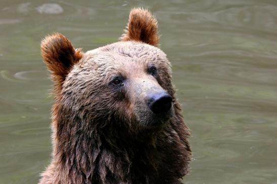 Braunbär Wildpark Bad Mergentheim 2015