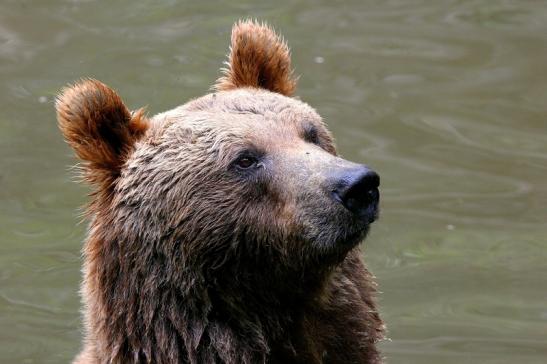 Braunbär Wildpark Bad Mergentheim 2015