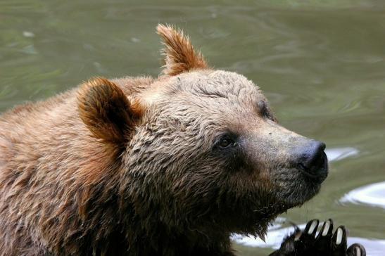 Braunbär Wildpark Bad Mergentheim 2015