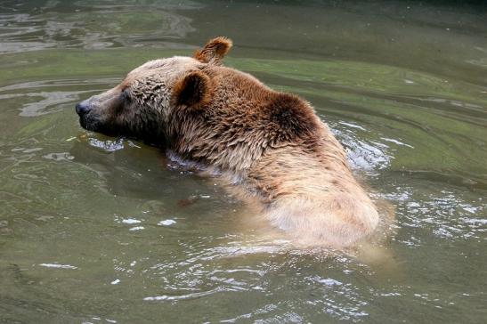 Braunbär Wildpark Bad Mergentheim 2015