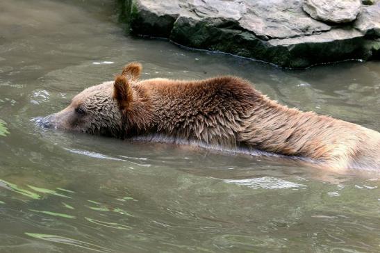 Braunbär Wildpark Bad Mergentheim 2015